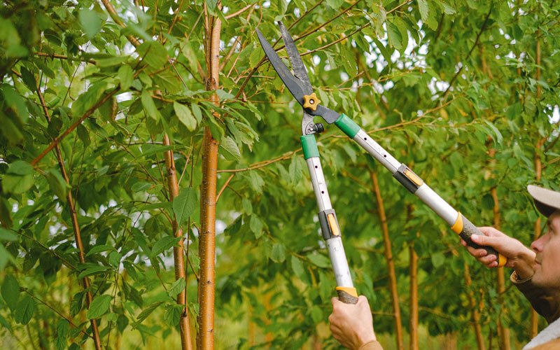 Tree trimming in Bandon, OR